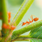 Comment traiter les piqûres de fourmis de feu