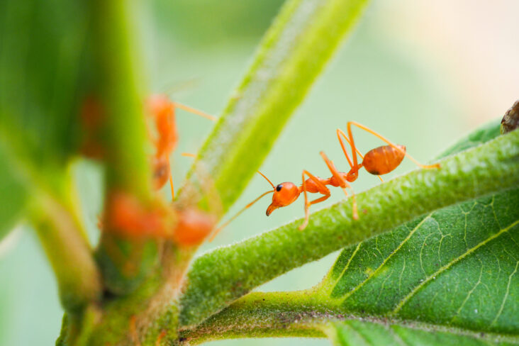 Comment traiter les piqûres de fourmis de feu
