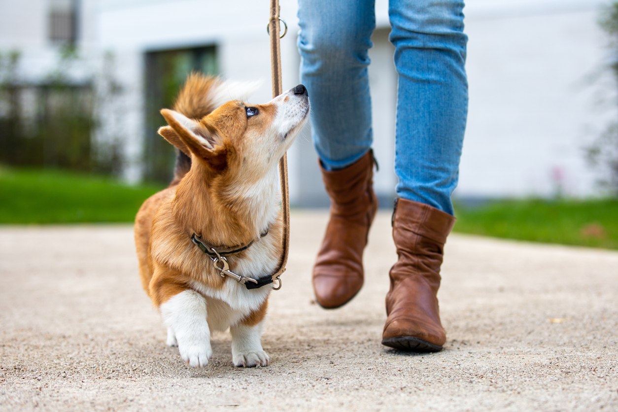 La garde d'animaux ou de maison peut être une excellente carrière flexible pour les femmes de plus de 50 ans